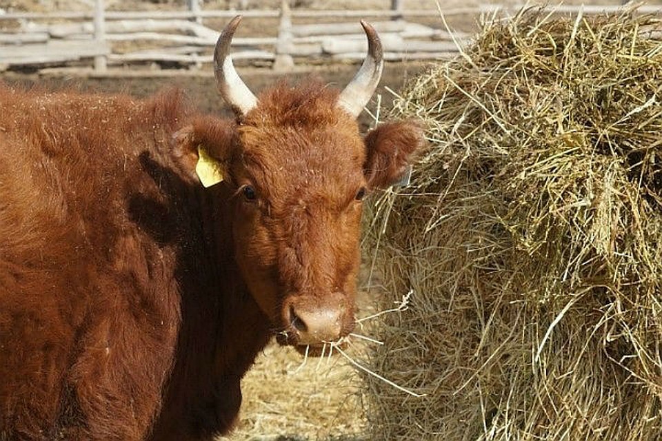 Около трех тысяч голов скота завезли в СКО с начала года