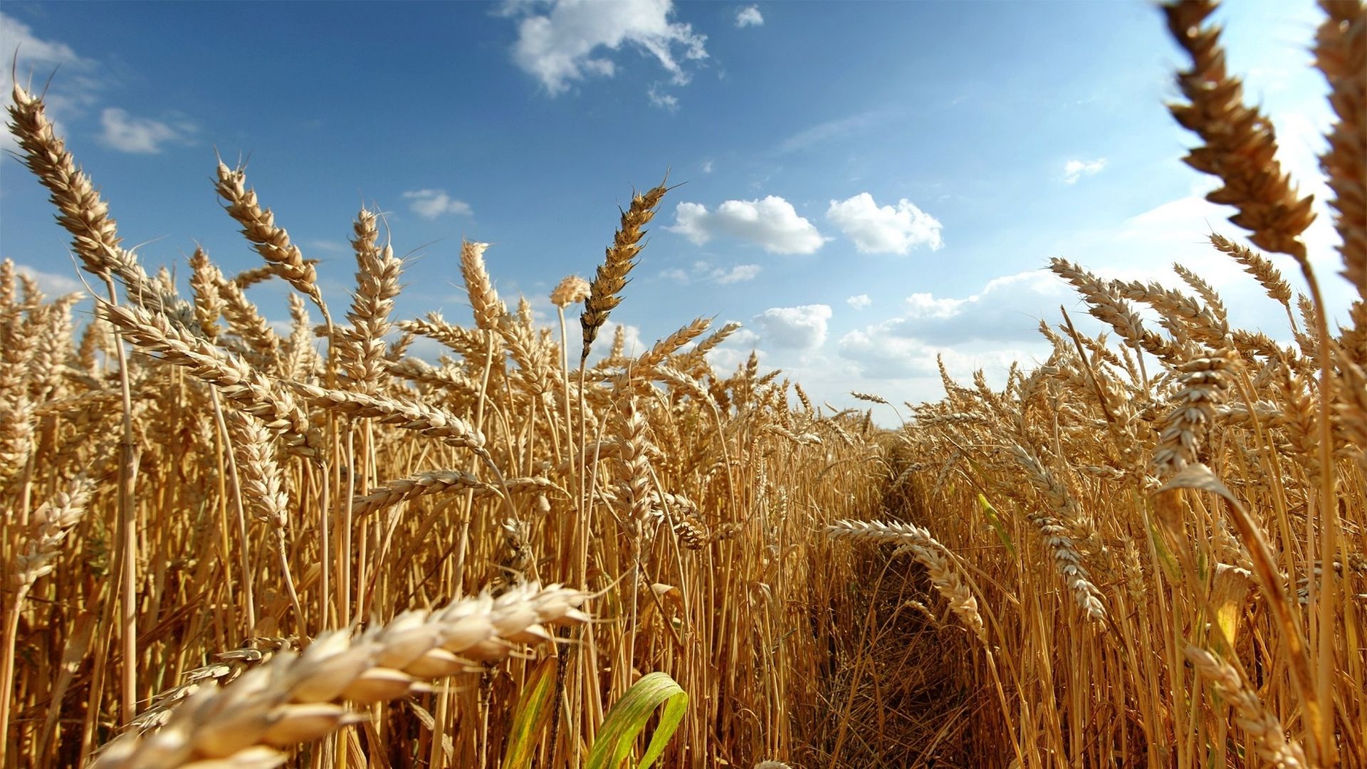 20,5 млн тонн зерна намолочено в Казахстане