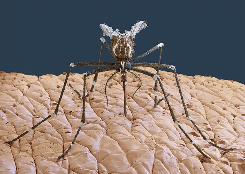 В Павлодаре изобрели гель, защищающий от комаров в течение трех месяцев
