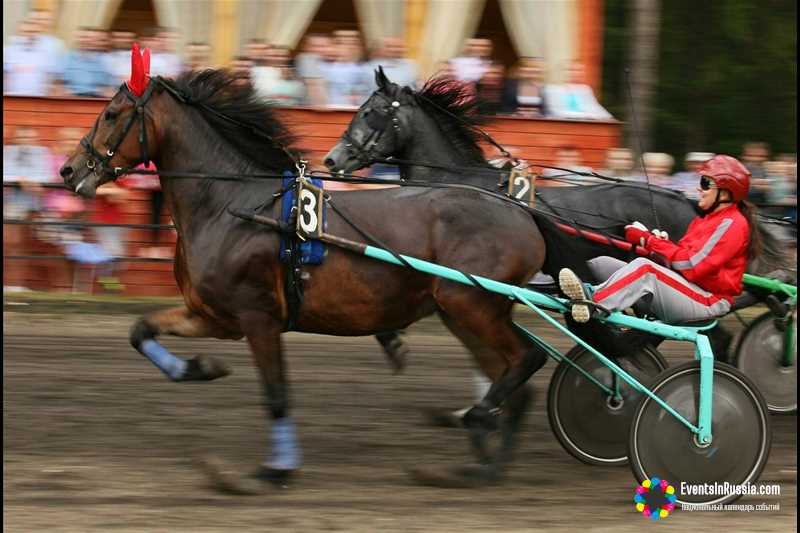 Россельхознадзор не пропустил лошадей из Челябинской области на соревнования в Казахстан