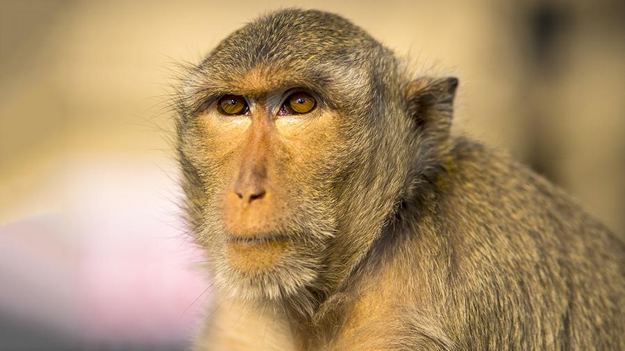 Жительницу Челябинской области будут судить за контрабанду обезьян из Казахстана
