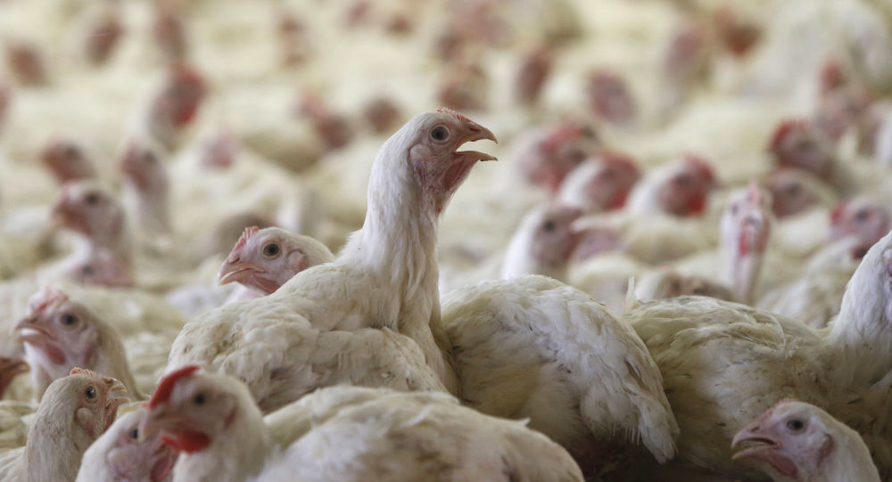 Россельхознадзор ввел запрет на поставки мяса птицы из Карагандинской области Казахстана