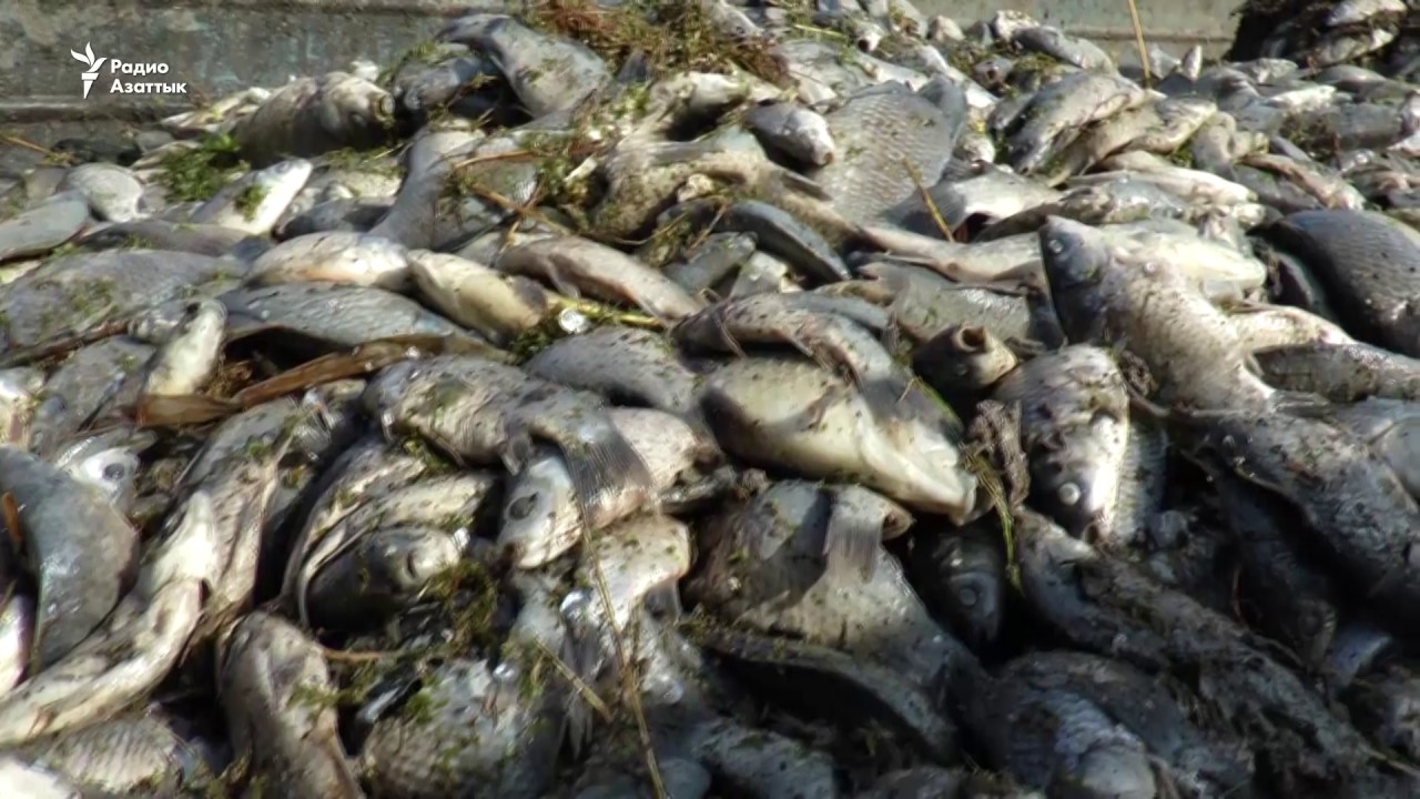 Специальная группа МВД РК  расследует причину массового мора рыбы в Урале 