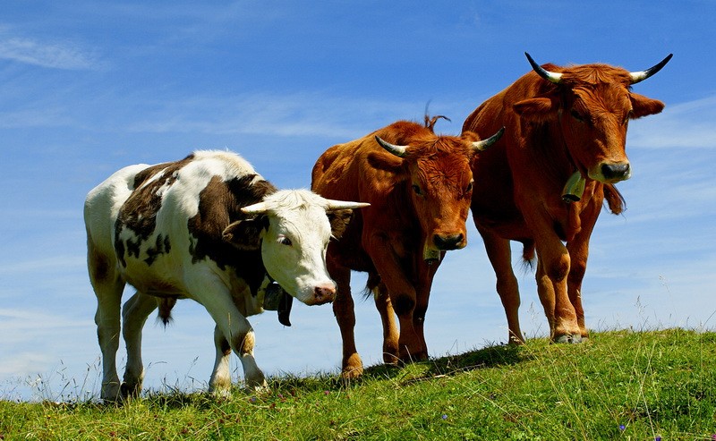 Коров не пропустили в Казахстан из Омской области  