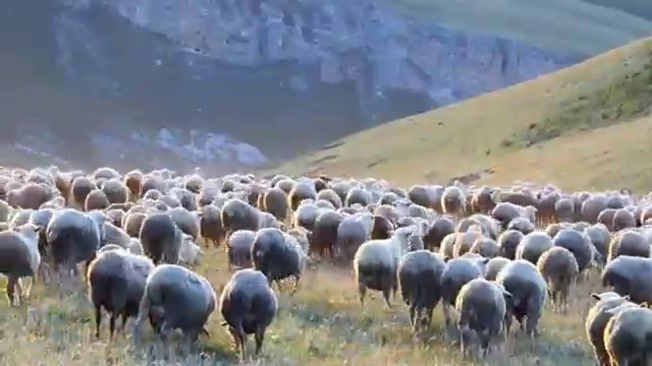 Дроны-пастухи следят за животными на фермах ЗКО