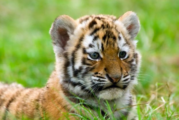 Оренбуржский суд приговорил казахстанца к 10 месяцам колонии за попытку похитить тигренка