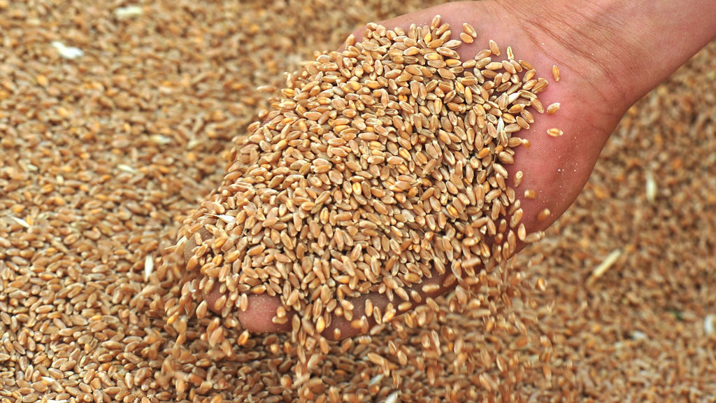 Рост цен на зерно не исключают в Минсельхозе