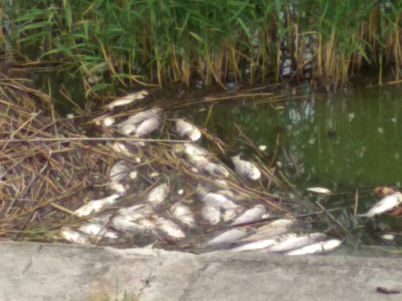 Три тонны рыбы погибло в ЗКО