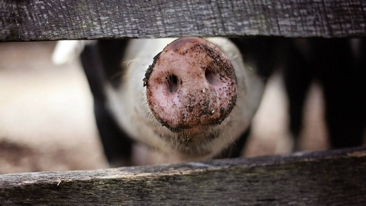 Казахстан получил сертификаты о статусе благополучия от ящура и африканской чумы свиней