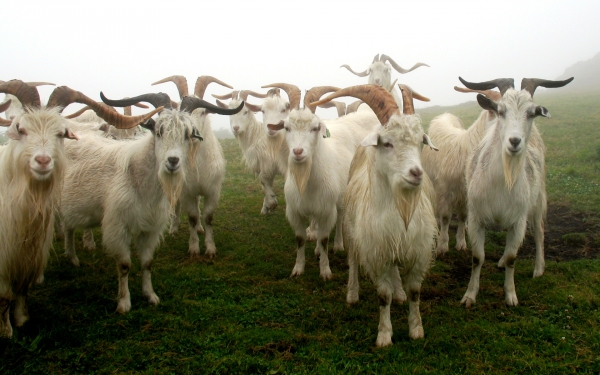 Погибли около 100 коз, которые летели в Казахстан из Европы 