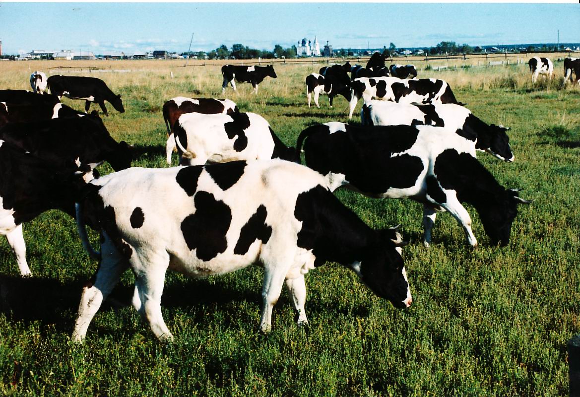 За 10 лет будет построено 524 семейных и 138 промышленных молочно-товарных ферм – МСХ