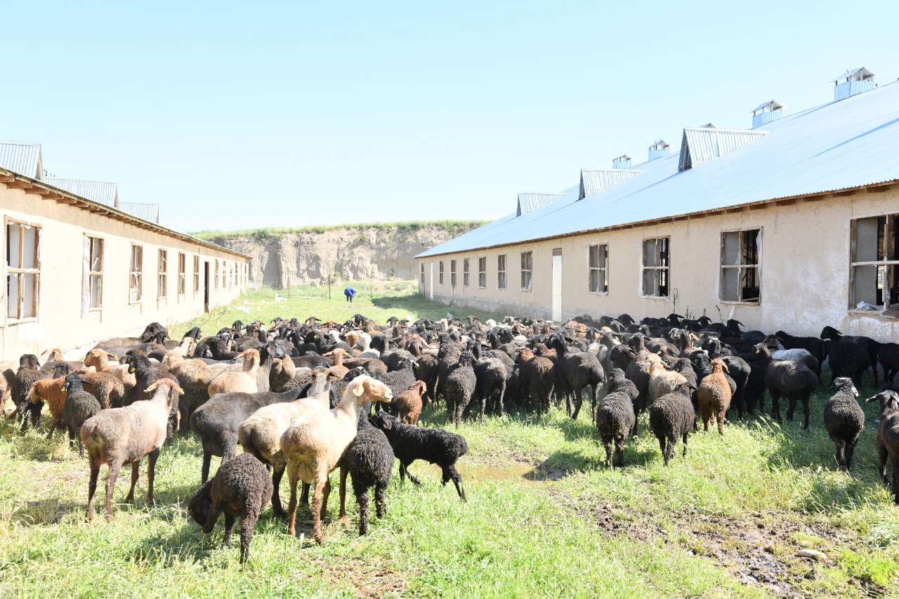 В Шымкенте функционируют 13 станций, занимающихся разведением крупного рогатого скота