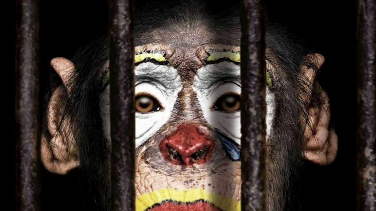 "Пока люди покупают билеты в цирк, животные будут страдать"