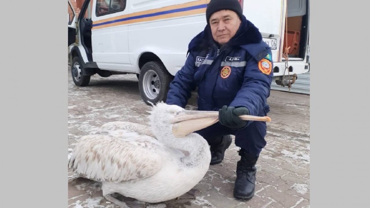 «Қанаты сынған бірқазан қашып та кете алмады»