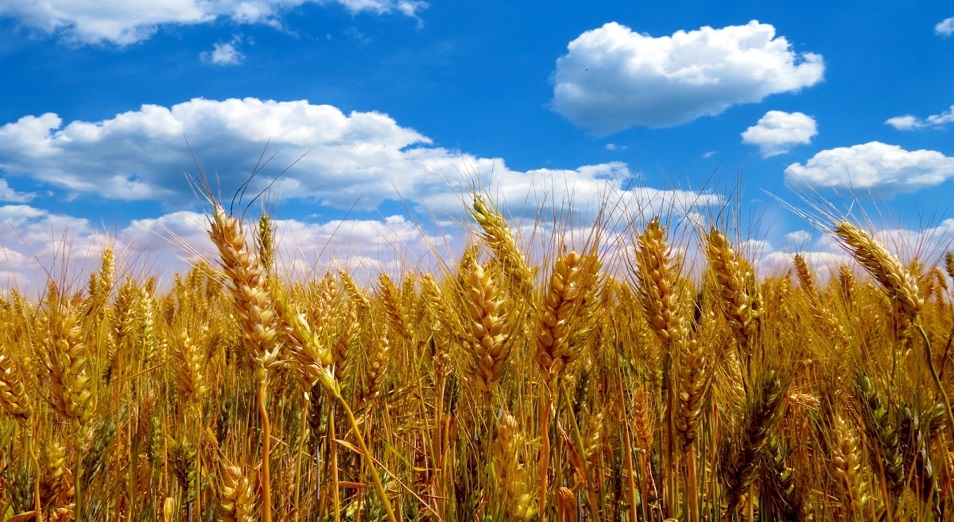 Плохие погодные условия зимой и российско-украинский конфликт могут поднять цены на пшеницу в мире на 19% - эксперты