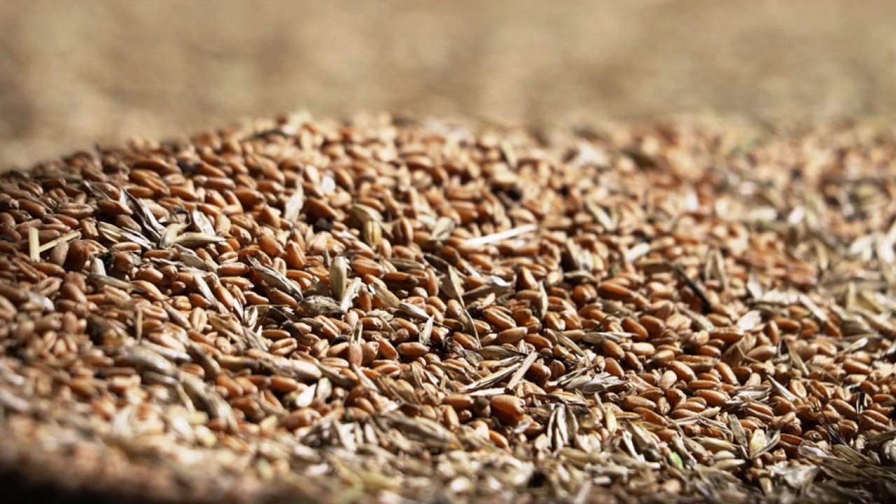 Казахстан экспортировал более 6 млн тонн зерна нового урожая 