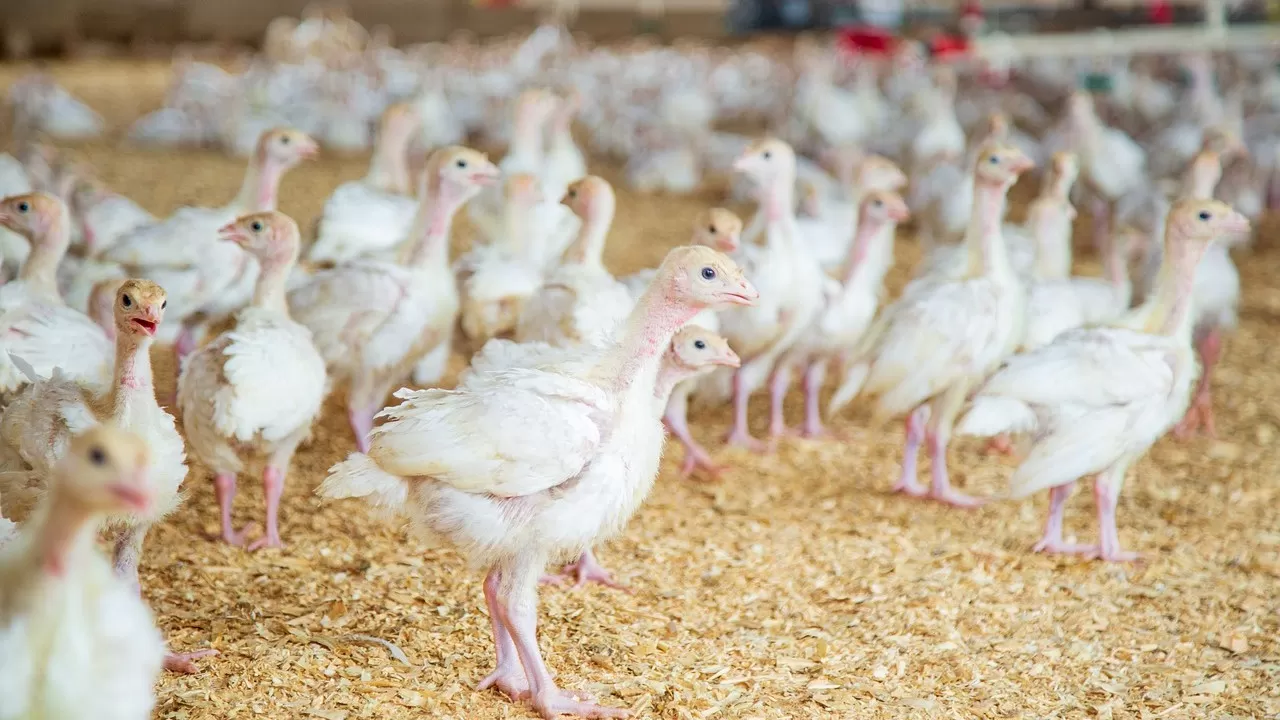 Имущество обанкротившейся птицефабрики вновь выставили на торги в ВКО