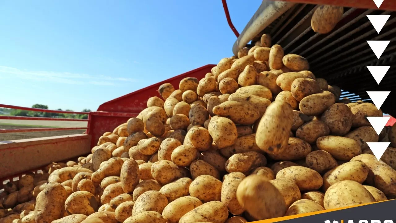 Со стороны МСХ РК не было препятствий на вывоз картофеля