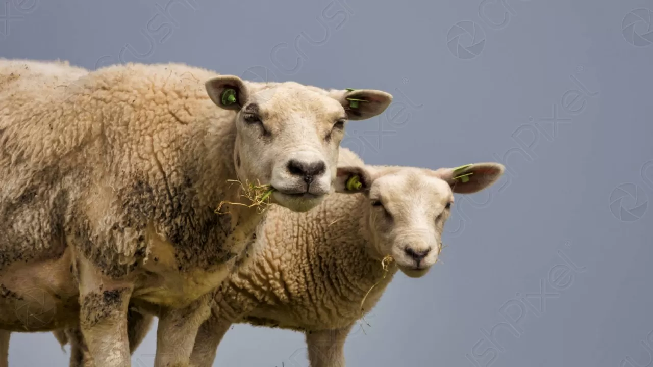 Казахстанцев пугают фейком о скрещивании овцы и свиньи