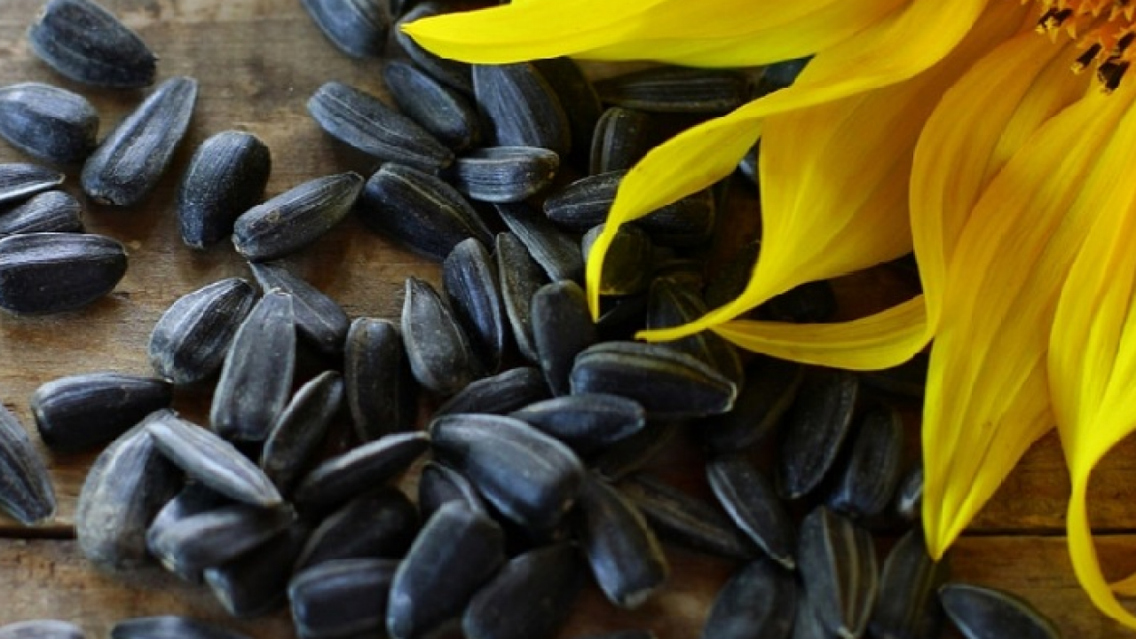 Семена Подсолнечника Купить Для Посадки Сорт Грандис