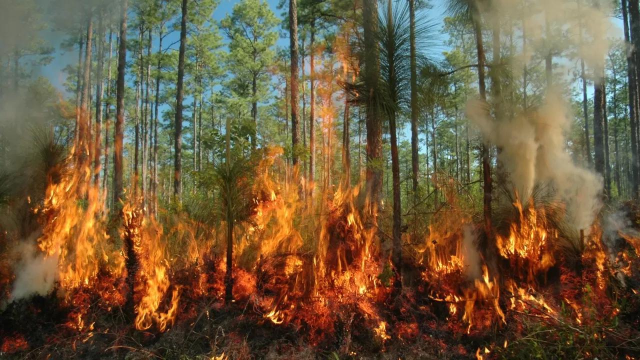 Сезон лесных пожаров 2022 года стал одним из наиболее разрушительных в ЕС