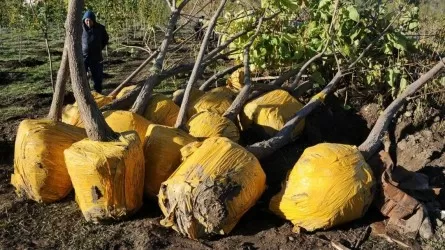 1700 саженцев деревьев бесплатно раздали жителям Алматы