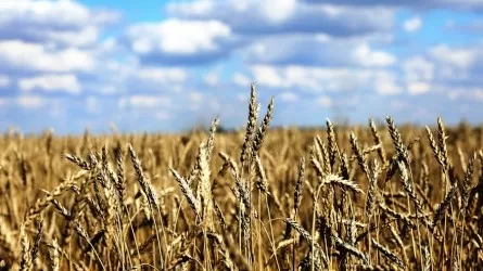 В Казахстане замедлился рост цен на пшеницу и масличные, но ускорился – на яйца