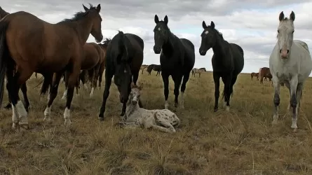 Под угрозой сохранность уникальных казахстанских пород лошадей