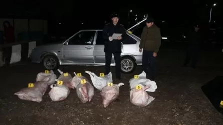 27 туш сайги изъяли у браконьеров в Актюбинской области
