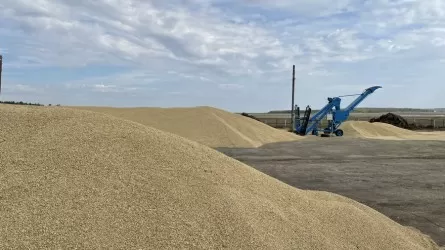 Стоимость казахстанской пшеницы продолжит оставаться под давлением российского рынка