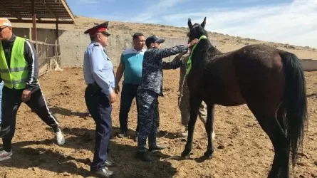 Жамбыл облысында жеңіл көлік жылқыға соғылды 