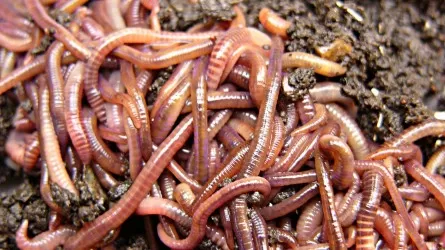 Зачем бизнесмен из Атырауской области разводит калифорнийских красноголовых дождевых червей