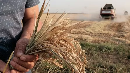 В Кызылординской области заметно снизился урожай риса