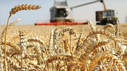 Из космоса будут отслеживать урожай зерновых в Казахстане