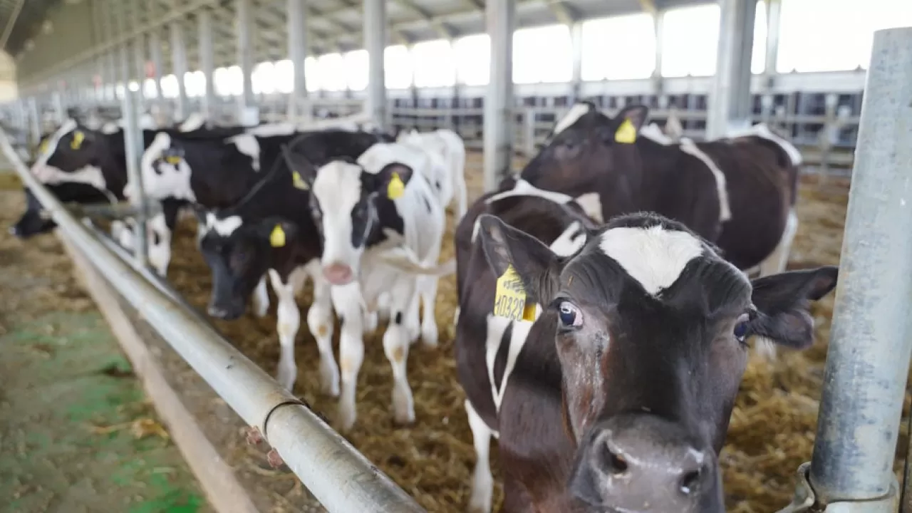 Почему Казахстан может остаться без молока, объяснили владельцы молочных ферм