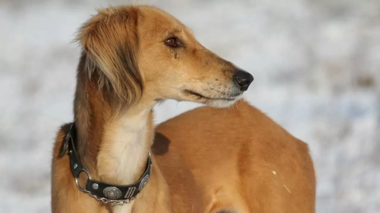 В Казахстане начнут законодательно развивать национальные породы собак