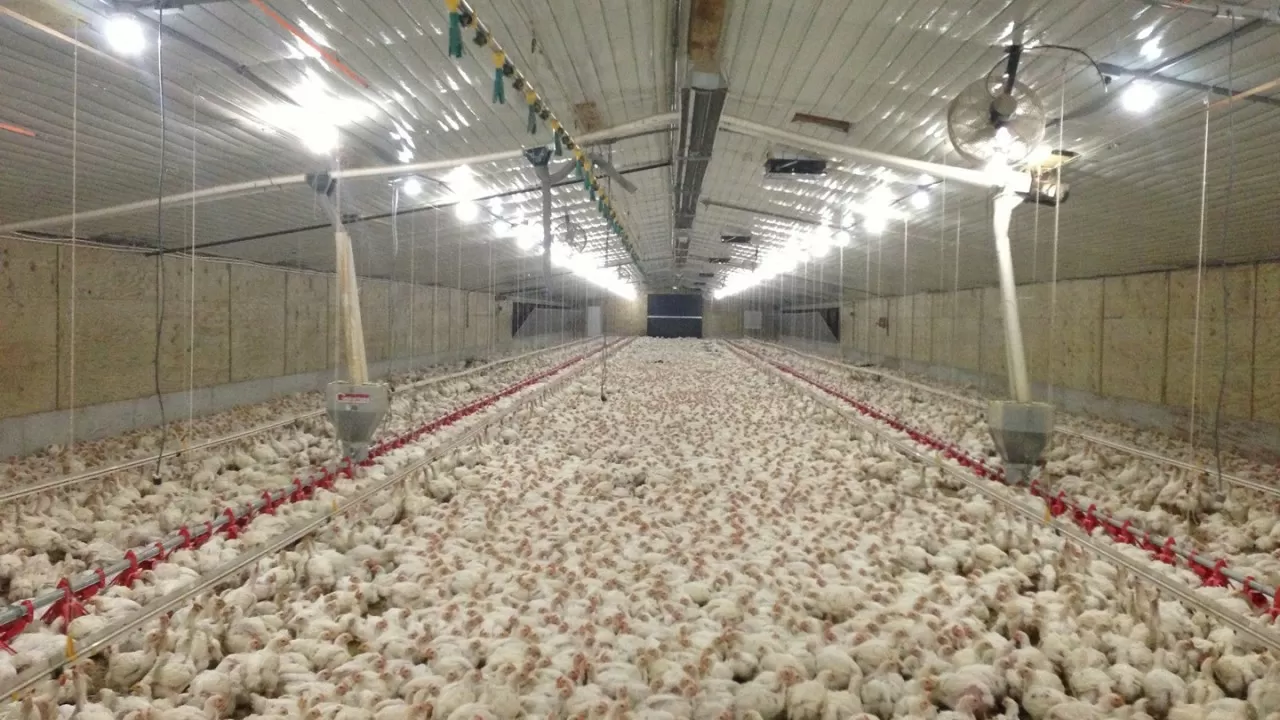 Модернизация птицефабрики в Костанайской области обеспечит курятиной север Казахстана