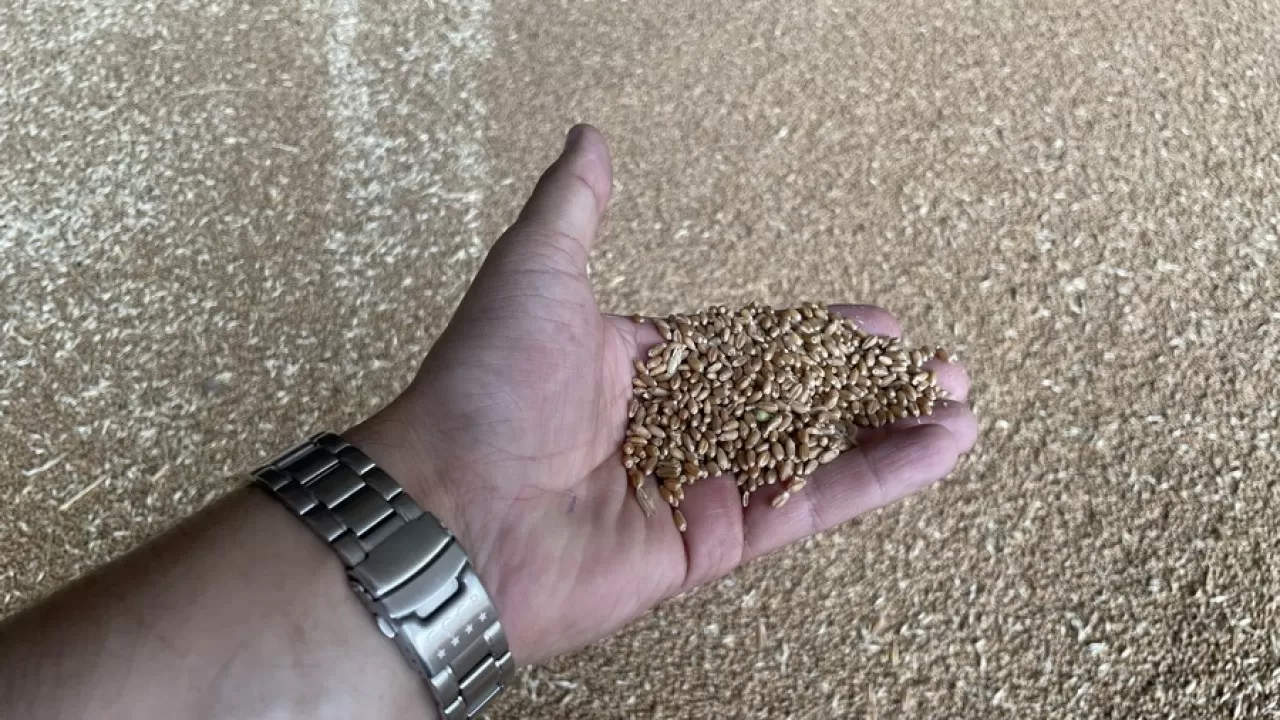 Казахстан не сможет отгрузить на экспорт порядка 4 млн тонн зерна?