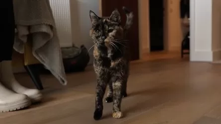 Кошку из Великобритании назвали старейшей в мире