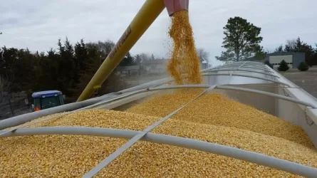 ФРГ выделит еще 10 млн евро для поставок зерна из Украины