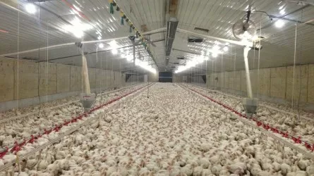 Модернизация птицефабрики в Костанайской области обеспечит курятиной север Казахстана