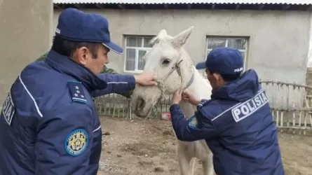 В Туркестанской области на 16 тыс. домашних животных повесили светоотражающие ленты 