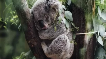 Самая старая в мире коала умерла в Японии  