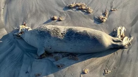 Сериккали Брекешев о гибели тюленей: Возможно, был выброс сероводорода