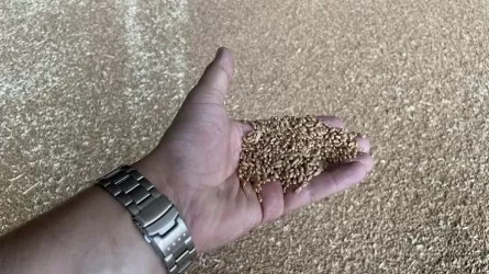 Казахстан не сможет отгрузить на экспорт порядка 4 млн тонн зерна?