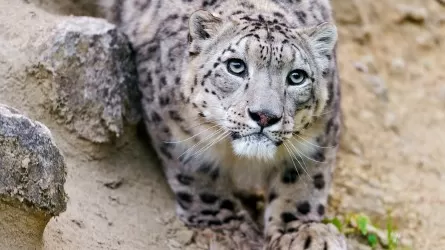 Кошка-невидимка: в московском зоопарке открылась выставка, посвященная снежному барсу