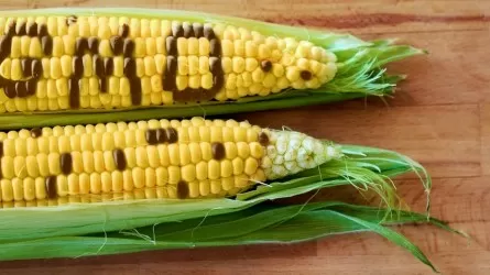 ГМО вызывает рак?