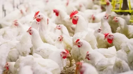 В Сатпаеве закрыли единственную в регионе птицефабрику