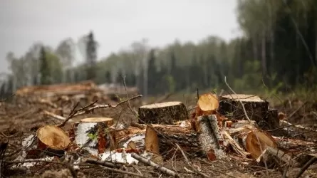 В ВКО теневой оборот лесопродукции составил почти 6,5 тыс. кубометров