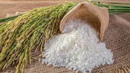 Фермеры собрали в Казахстане урожай риса на 442 тысячи тонн